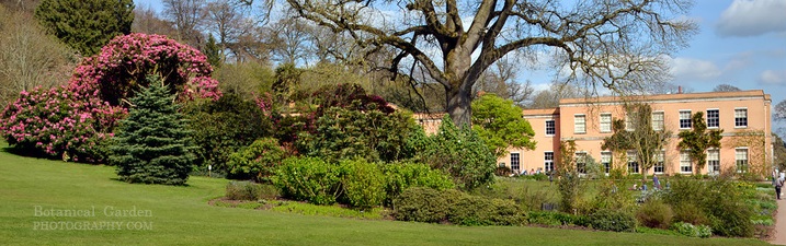 Devon Group - Killerton Car Show