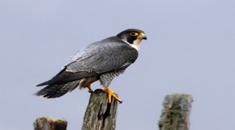 WHARFEDALE GROUP BIRD OF PREY VISIT YORK