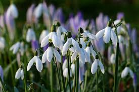Shropshire Group Snowdrop Run 2019
