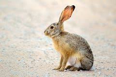 Shropshire Group March Hare Run