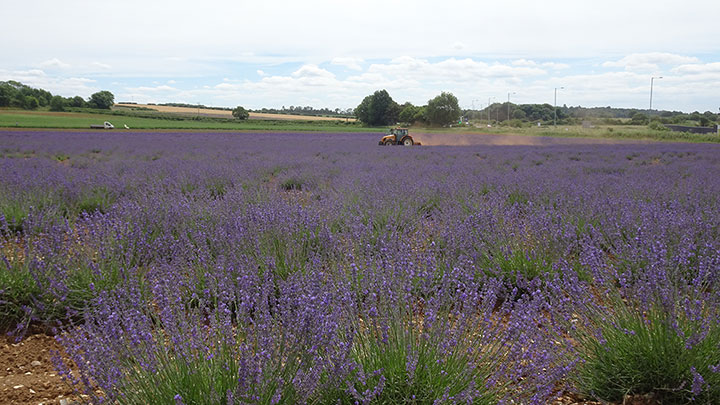 TR Wensum Event - Norfolk Lavender at Heacham Drive Out