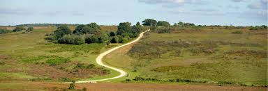 Windsor Forest - New Forest Run