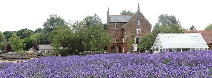 Camb Followers- Norfolk Lavender, Heacham.