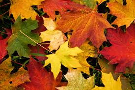 Red Rose Group - Autumn Leaves Run 2019