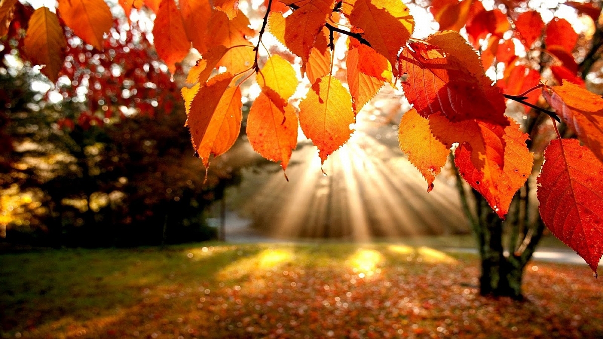Cotswold Vale - Autumn Leaves Run