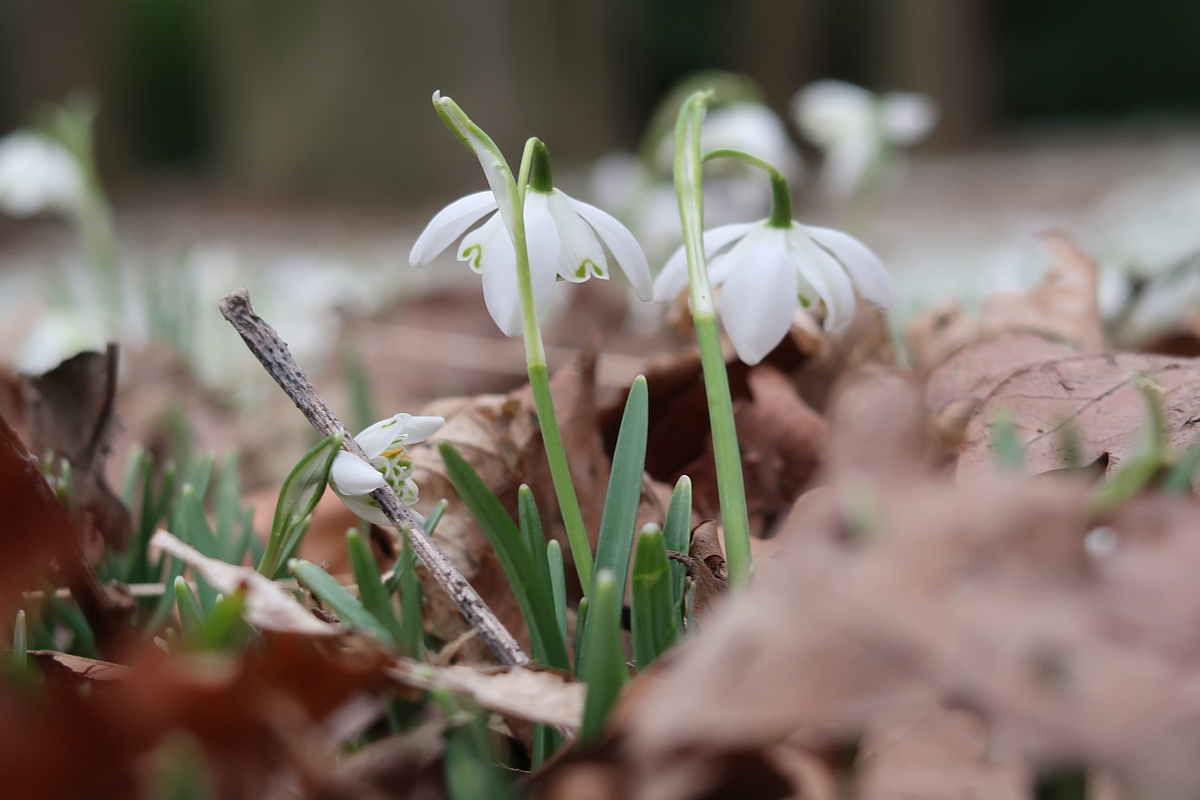Shropshire Group's Snowdrop Run