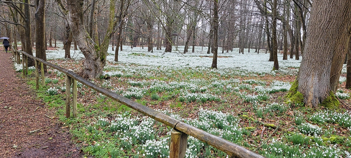 Kennet Valley Group tiptoe through the snowdrops and the puddles