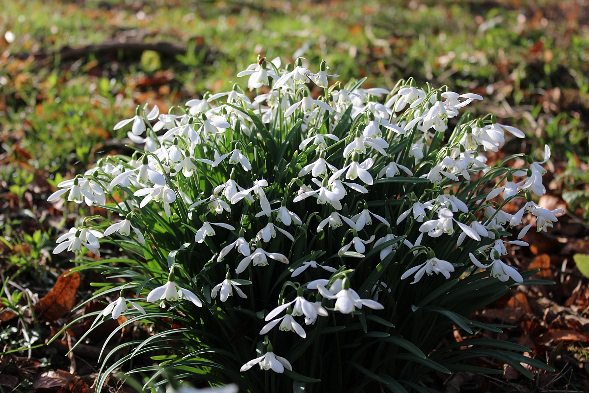Kennet Valley Group - Welford Park Snowdrop Walks