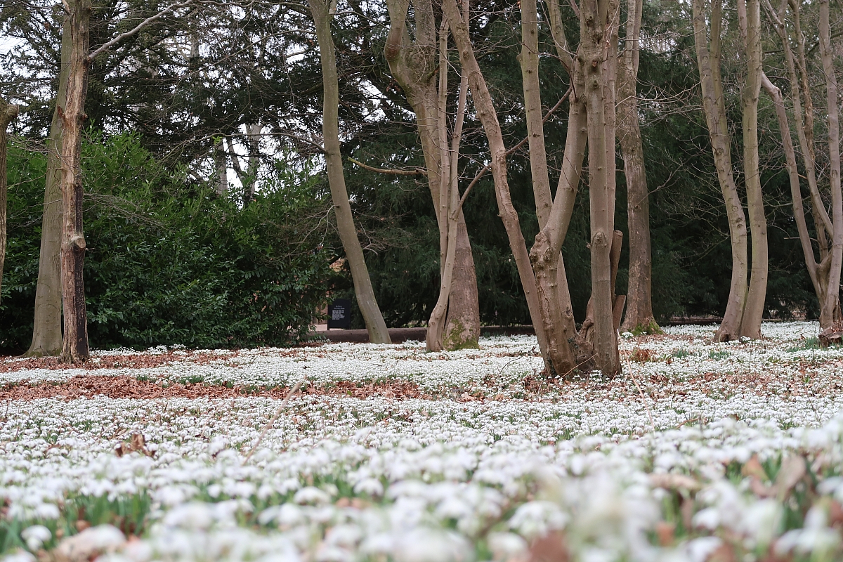 Shropshire Group's Snowdrop Run