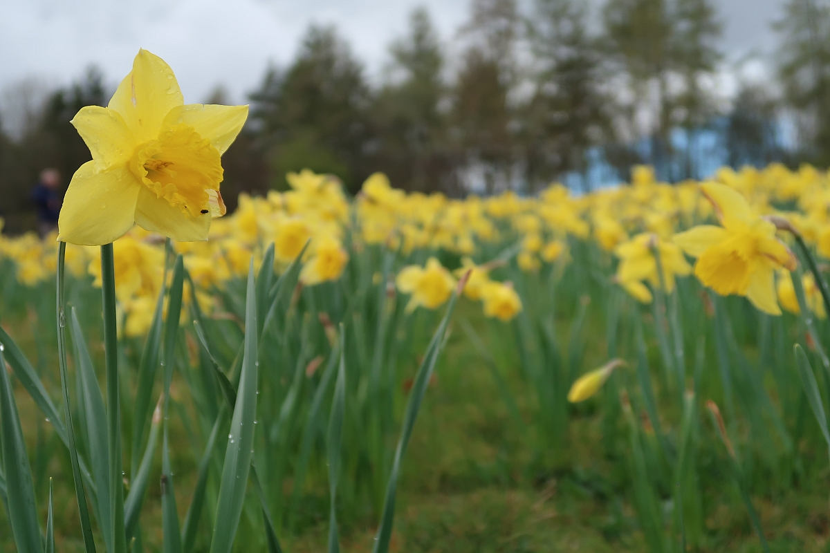 Shropshire Group's Daffodil Run