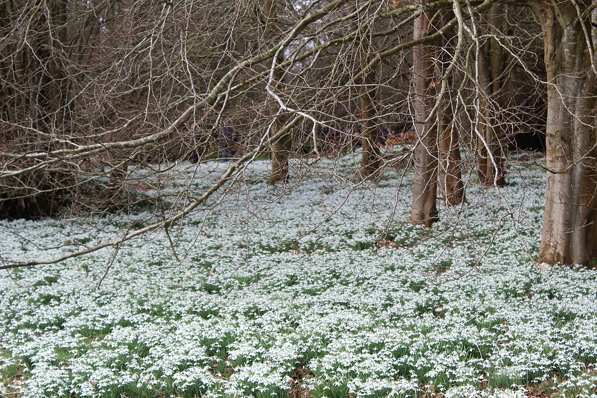 Welford Park Snowdrop Run